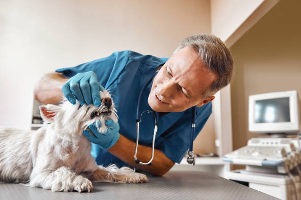 Best Broken or Cracked Tooth Emergency Dentist in Whitehouse, TX